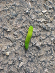 25534 Catepillar.jpg